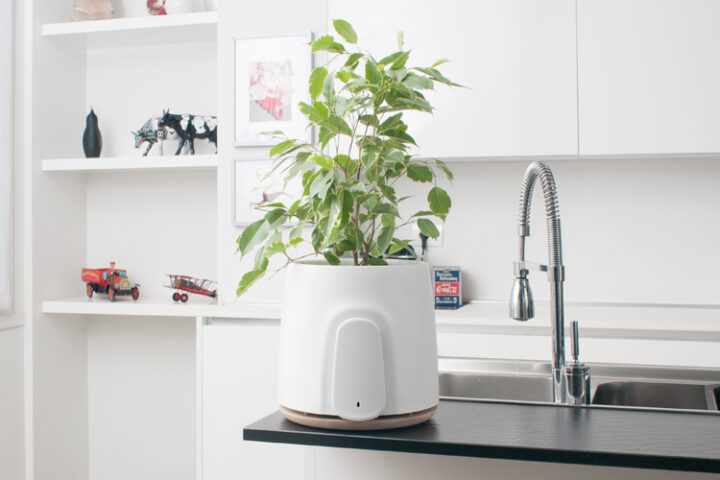 Clairy – reine Raumluft durch die natürliche Kraft der Pflanzen