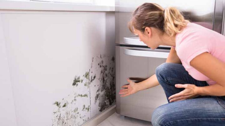 Schimmel vorbeugen und bekämpfen: Die besten Profitipps