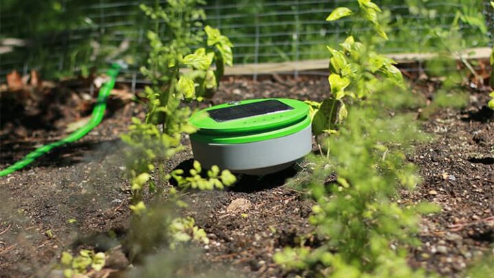 Tertill-Gartenroboter bekämpft Unkraut mit Solarenergie
