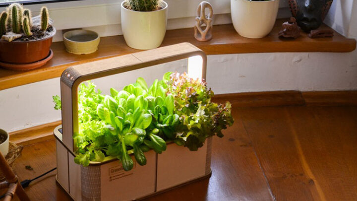 Mit der GreenBox lässt sich Salat sogar im Wohnzimmer anbauen