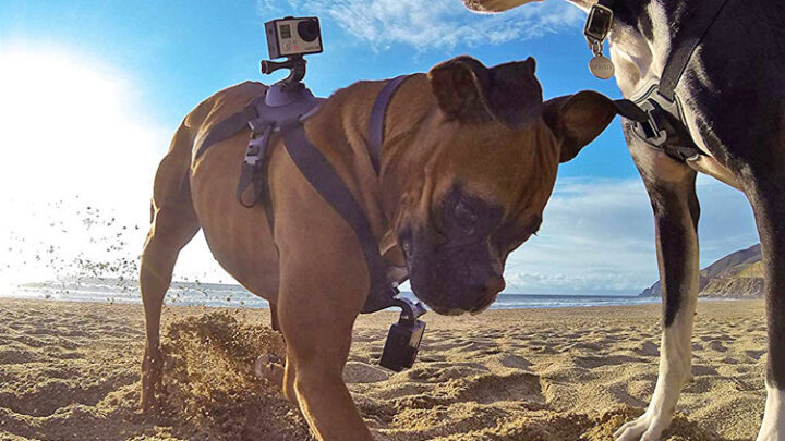 Echt wild: Smart Home Ausstattung und Zubehör für Haustiere