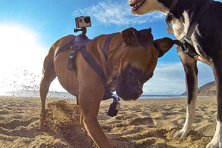 Echt wild: Smart Home Ausstattung und Zubehör für Haustiere