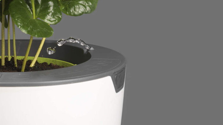 Wie gut ist der selbstgießende Blumentopf LAZY LEAF?