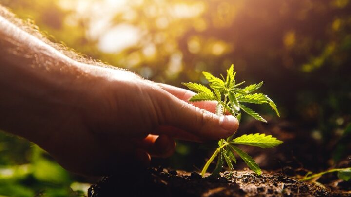 Algea Care – Medizinisches Cannabis gegen chronische Erkrankungen