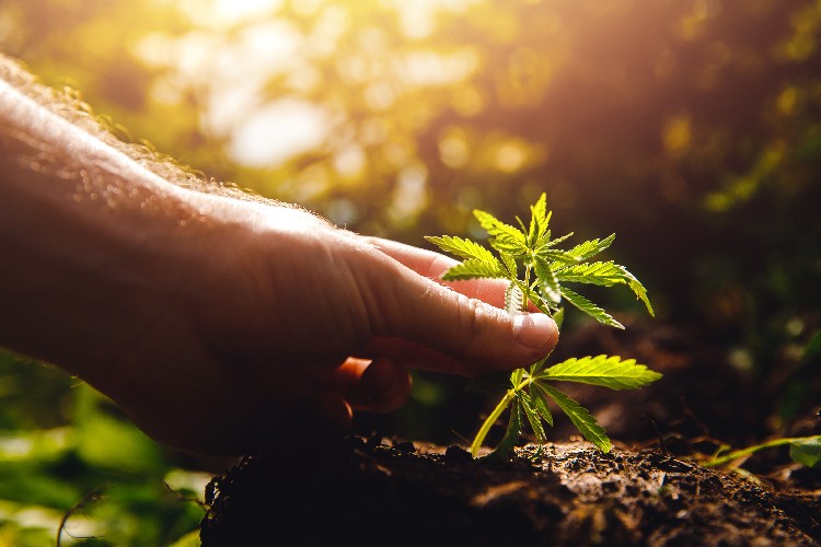 Algea Care – Medizinisches Cannabis gegen chronische Erkrankungen