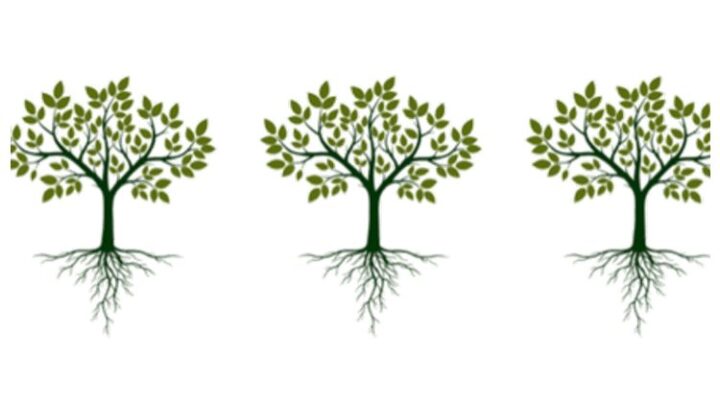 carbonify – 336 Euro THG-Quote als jährliche Auszahlung