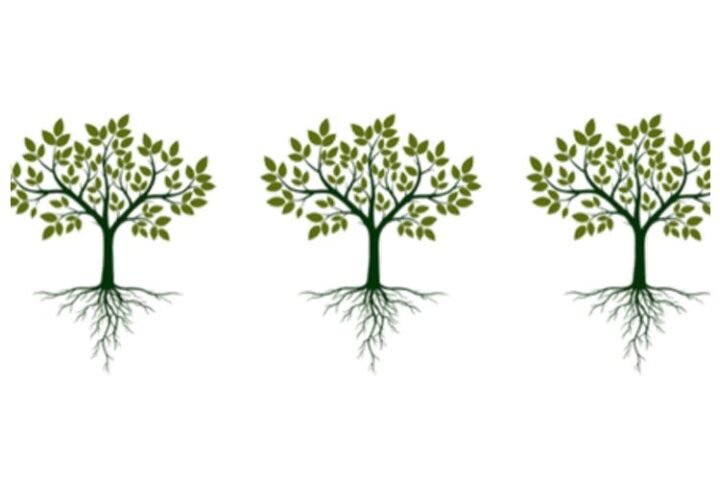 carbonify – 336 Euro THG-Quote als jährliche Auszahlung