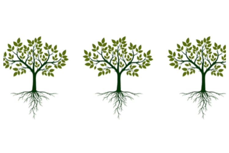 carbonify – 336 Euro THG-Quote als jährliche Auszahlung