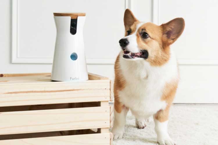 Furbo Hundekamera mit Leckerli-Funktion im Test Überblick