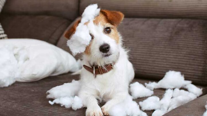 Die besten Hundekameras im Test Vergleich