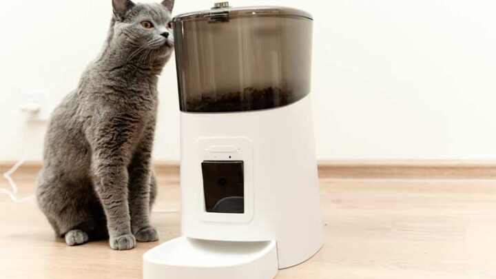 Katzen Futterautomaten im Test Vergleich