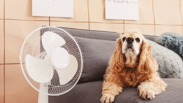 Tischventilator Test-Check: Leistung, Preise und Angebote