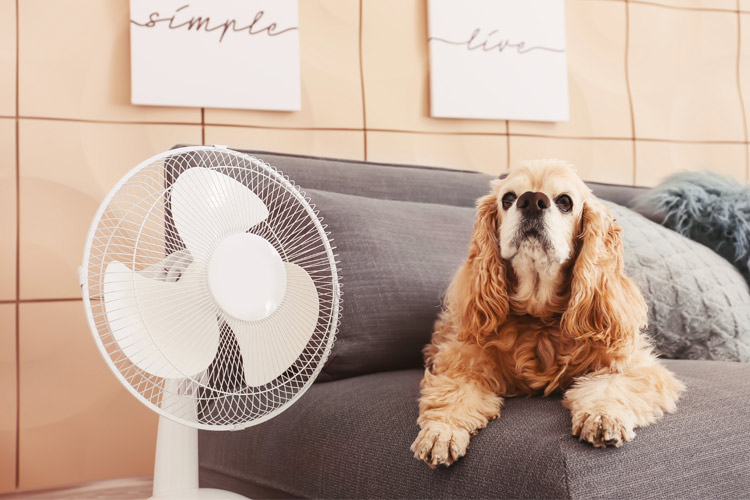 Tischventilator Test-Check: Leistung, Preise und Angebote