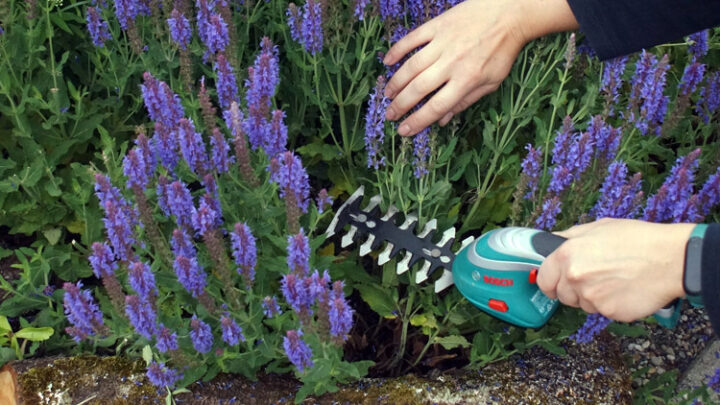 Akku-Grasscheren Test Vergleich: Das sind die Besten