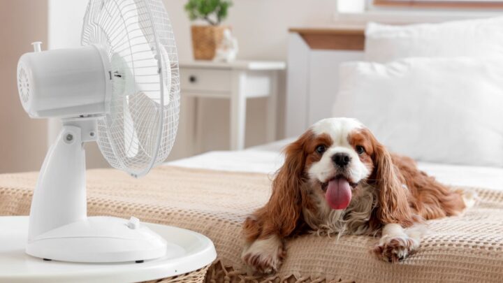 Schlafzimmer Ventilator Test: Diese Modelle sind gut