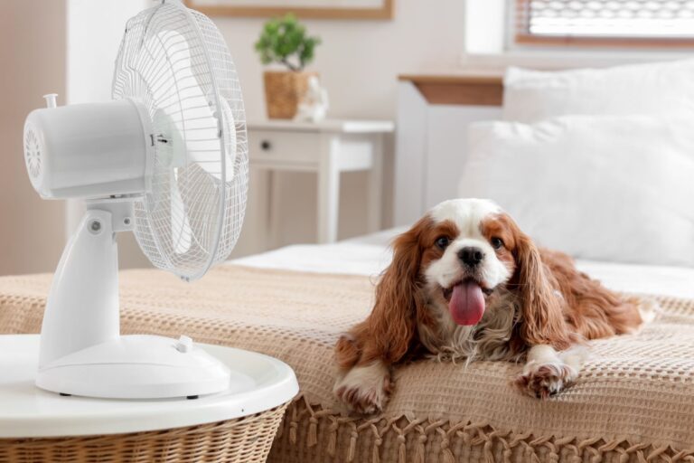 Schlafzimmer Ventilator Test: Diese Modelle sind gut
