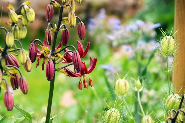 Automatische Bewässerung spart viel Zeit und sorgt für optimal versorgte Pflanzen Automatische Bewässerung spart viel Zeit und sorgt für optimal versorgte Pflanzen