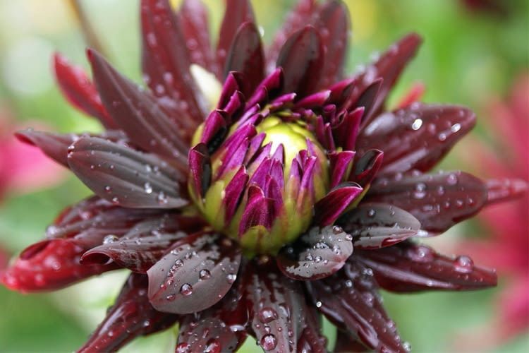 Frische Blumen sind auch bei einer Onlinebestellung das A und O Frische Blumen sind auch bei einer Onlinebestellung das A und O