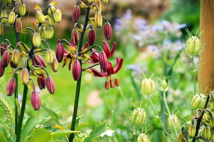 Exoten wie diese Türkenbundlilie bekommt man nur beim Spezialisten Exoten wie diese Türkenbundlilie bekommt man nur beim Spezialisten