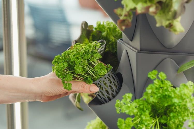 Mit greeny+ lassen sich z. B. frische Kräuter direkt in der Küche anbauen Mit greeny+ lassen sich z. B. frische Kräuter direkt in der Küche anbauen