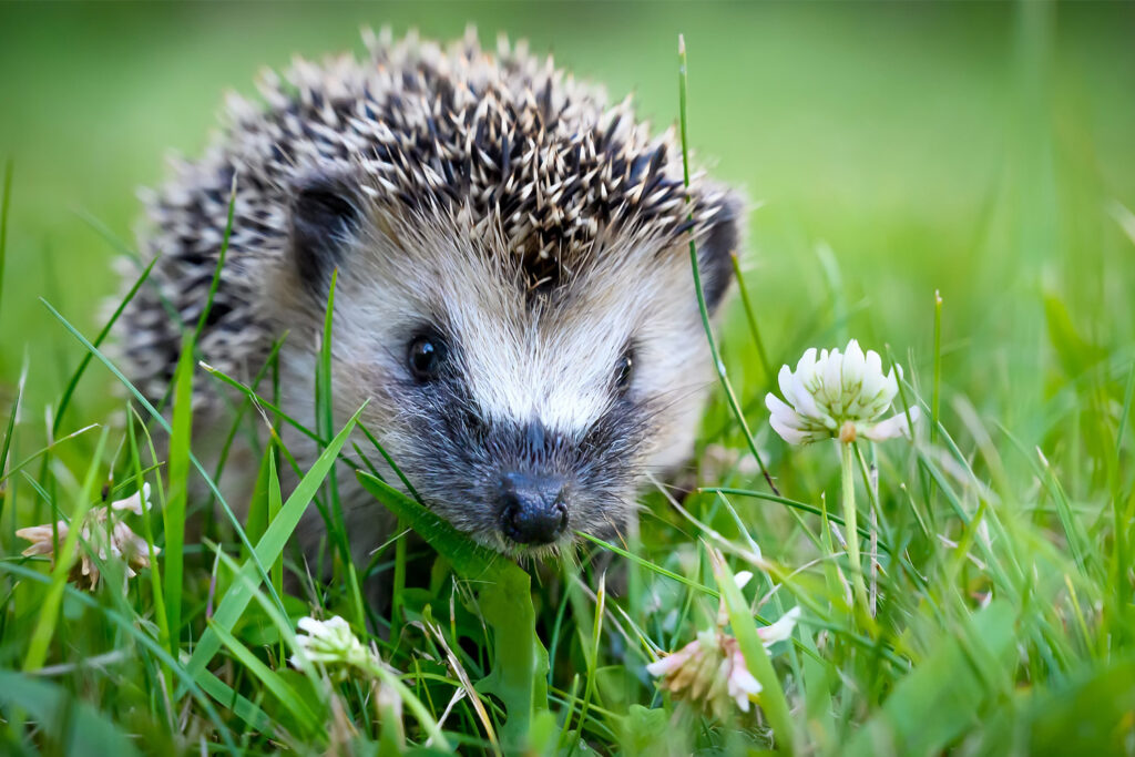 Igel vs. Mähroboter: Die Rechtslage auf einen Blick