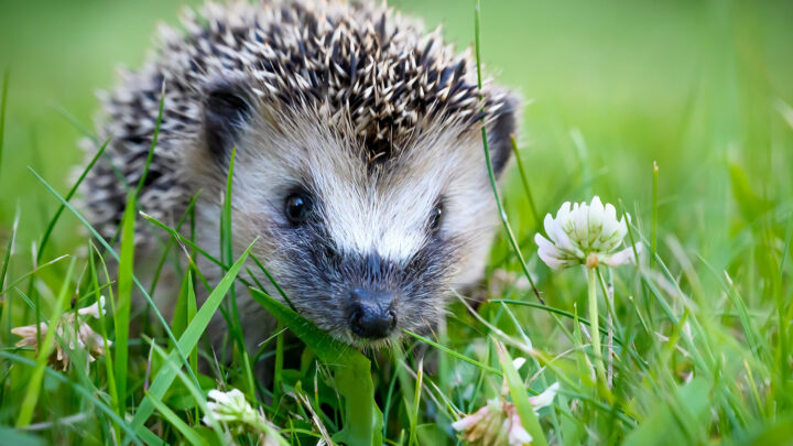 Igel vs. Mähroboter: Die Rechtslage auf einen Blick