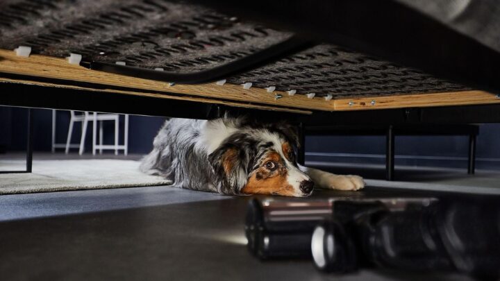 Krasse Aktion: Dyson, Roborock und Co um bis zu 45% reduziert!