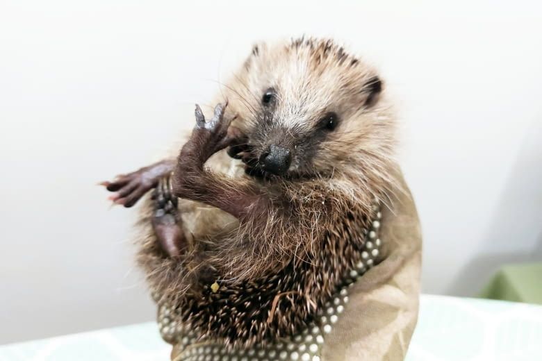Dieser kleine Igel wurde zu spät im Jahr gebohren und brauchte daher Hilfe bei der Überwinterung Dieser kleine Igel wurde zu spät im Jahr gebohren und brauchte daher Hilfe bei der Überwinterung
