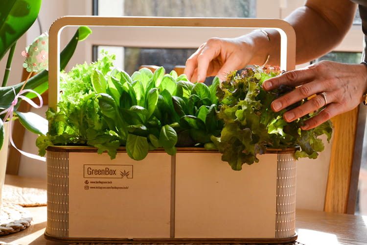 Bis zu 8 Pflanzen finden in der GreenBox Platz Bis zu 8 Pflanzen finden in der GreenBox Platz