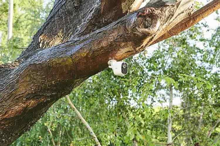 Arlo Essential Spotlight kann sogar an einem Baum angeschraubt werden Arlo Essential Spotlight kann sogar an einem Baum angeschraubt werden