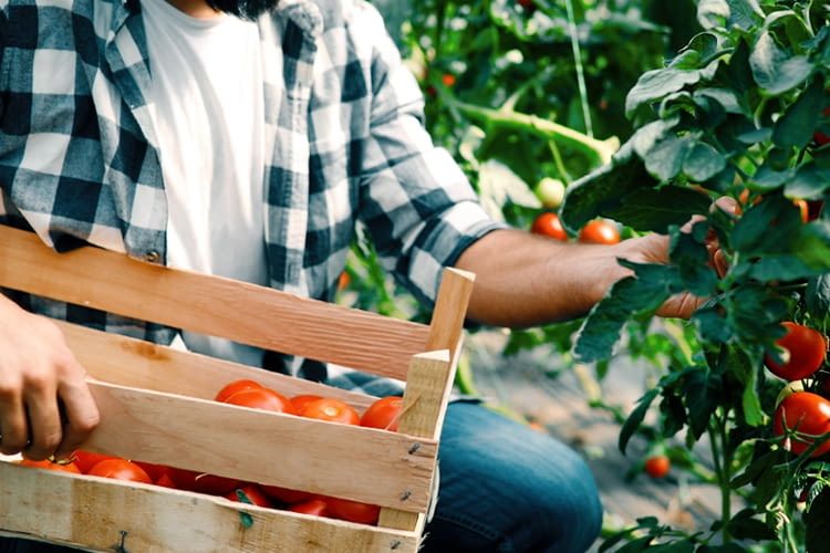 Der Bauernregel-Skill bringt die Weisheit der Bauern auf Amazon Echo und Co. Der Bauernregel-Skill bringt die Weisheit der Bauern auf Amazon Echo und Co.