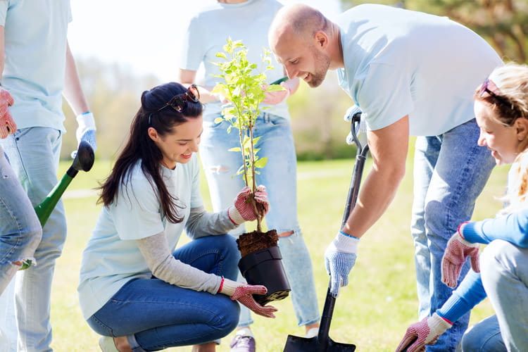 Für jede gebuchte Übernachtung pflanzt bookitgreen einen Baum Für jede gebuchte Übernachtung pflanzt bookitgreen einen Baum