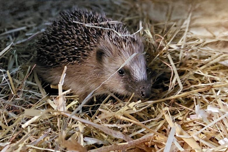 Besonders Jungtiere wie dieses können schnell unter die Räder kommen Besonders Jungtiere wie dieses können schnell unter die Räder kommen