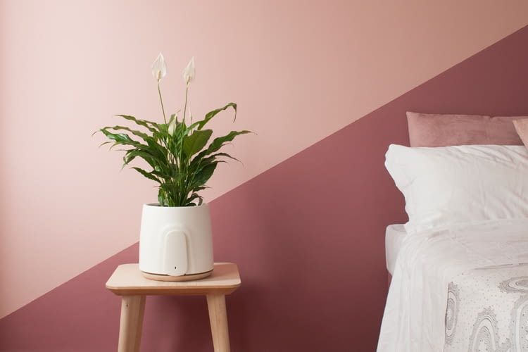 Clairy ist die natürliche Alternative zum Luftreiniger im Schlafzimmer Clairy ist die natürliche Alternative zum Luftreiniger im Schlafzimmer