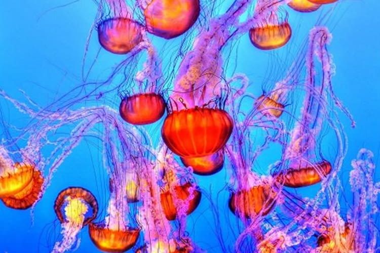 Unter anderem spricht der Bundesminister für Wirtschaft und Energie Peter Altmaier auf der Konferenz Unter anderem spricht der Bundesminister für Wirtschaft und Energie Peter Altmaier auf der Konferenz