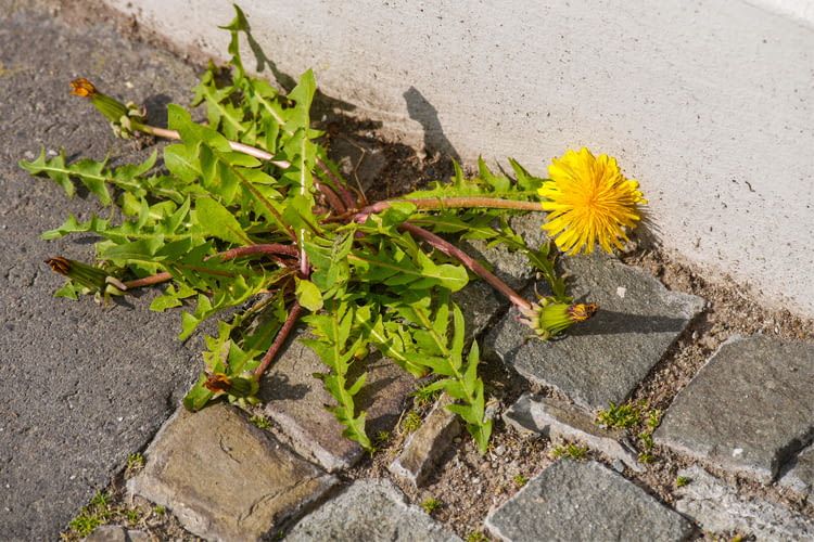 Unkrautbildung und verwilderte Rasenflächen erwecken den Eindruck längerer Abwesenheit Unkrautbildung und verwilderte Rasenflächen erwecken den Eindruck längerer Abwesenheit