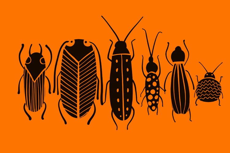 Die von FarmInsect gelieferten Insektenlarven wachsen exponentiell schnell Die von FarmInsect gelieferten Insektenlarven wachsen exponentiell schnell