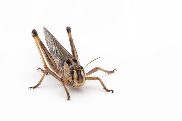 Mithilfe von Insekten als Futter kann die Menge an benötigten Antibiotika verringert werden Mithilfe von Insekten als Futter kann die Menge an benötigten Antibiotika verringert werden