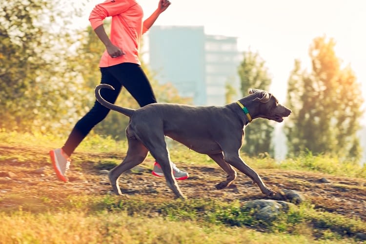 FitBark misst genau den Energieverbrauch FitBark misst genau den Energieverbrauch