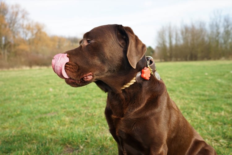 Qualität und Design standen bei der Entwicklung des Hunde-Fitnesstrackers an erster Stelle Qualität und Design standen bei der Entwicklung des Hunde-Fitnesstrackers an erster Stelle