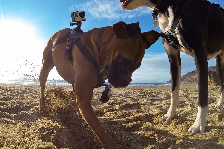 GoPro Fetch ist eine Spezialkamera für tierische Actionfans GoPro Fetch ist eine Spezialkamera für tierische Actionfans