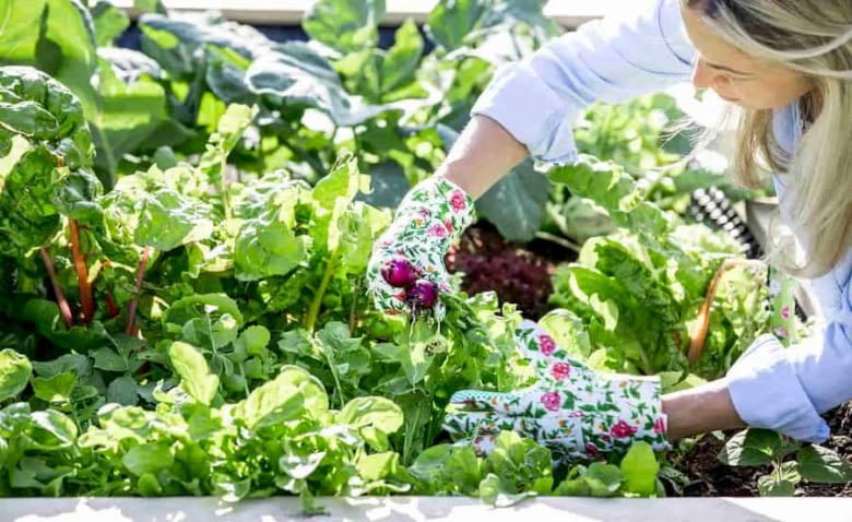 hecke-und-beete-herrichten hecke-und-beete-herrichten