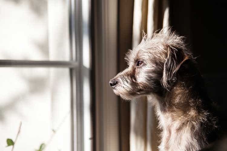 Hunde sollten nicht über einen langen Zeitraum allein zuhause bleiben Hunde sollten nicht über einen langen Zeitraum allein zuhause bleiben