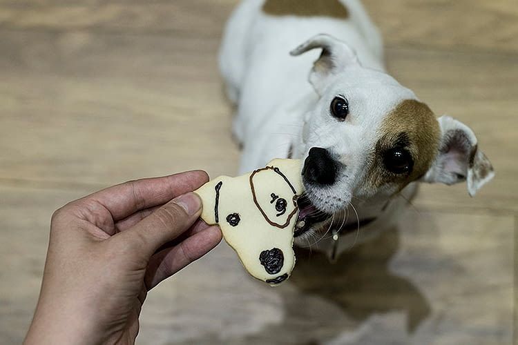 Mit dem Hundeleckerli begann alles, jetzt ziert der Vierbeiner den Keks selbst Mit dem Hundeleckerli begann alles, jetzt ziert der Vierbeiner den Keks selbst