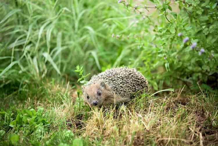 igel-sind-durch-maehroboter-gefaehrdet igel-sind-durch-maehroboter-gefaehrdet