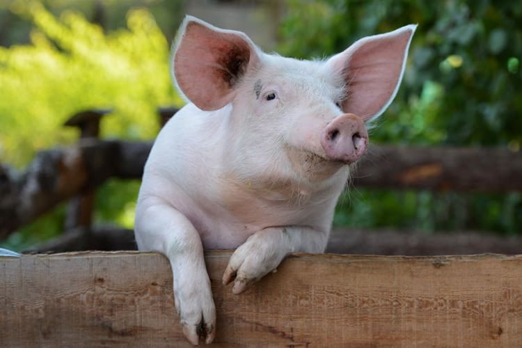 Wie nennt man ein weibliches Schwein? Der Kinder besuchen den Bauernhof-Skill vermittelt solche Fakten Wie nennt man ein weibliches Schwein? Der Kinder besuchen den Bauernhof-Skill vermittelt solche Fakten