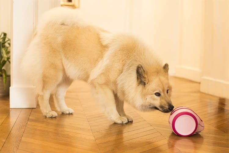 Laika ist durch die App-Steuerung flexibel und abwechslungsreich einsetzbar Laika ist durch die App-Steuerung flexibel und abwechslungsreich einsetzbar