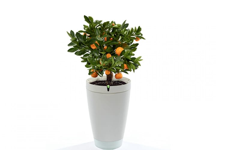 Der Parrot Bot ist der intelligente Blumentopf 2.0 Der Parrot Bot ist der intelligente Blumentopf 2.0