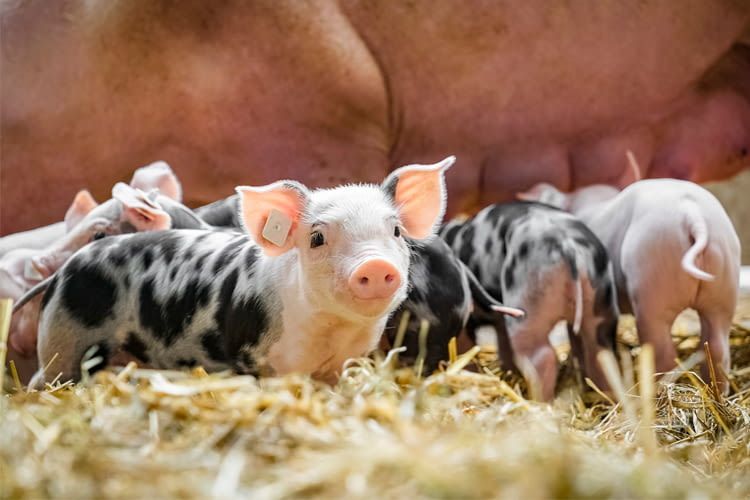 Alexa beherrscht zahlreiche Tierlaute Alexa beherrscht zahlreiche Tierlaute