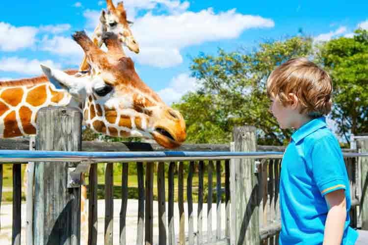 Mama ich will eine Giraffe! Alexa befeuert solche Wünsche mit dem Haustier-Entscheidungs-Skill Mama ich will eine Giraffe! Alexa befeuert solche Wünsche mit dem Haustier-Entscheidungs-Skill